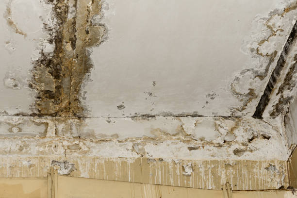 Best Water Damage & Mold Remediation  in Marysville, CA