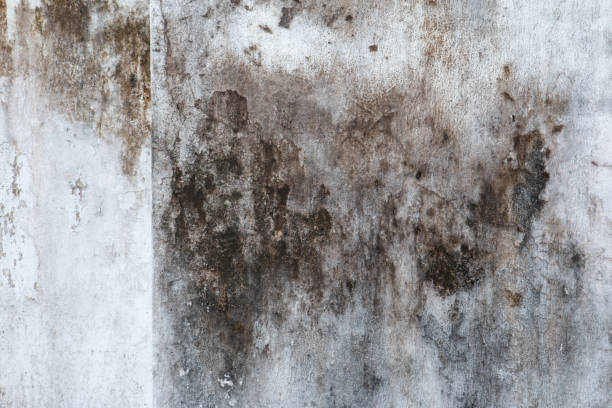 Best Airborne Mold Testing  in Marysville, CA