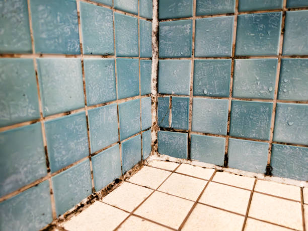 Best Mold Documentation for Insurance Claims  in Marysville, CA