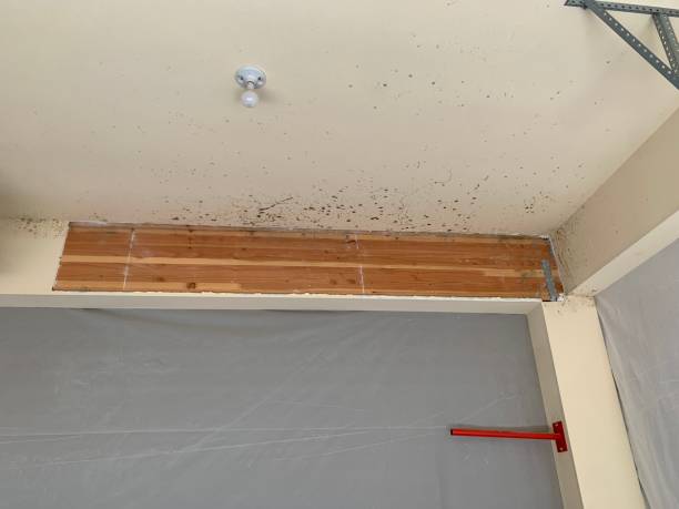Best Environmental Consulting for Mold Prevention  in Marysville, CA