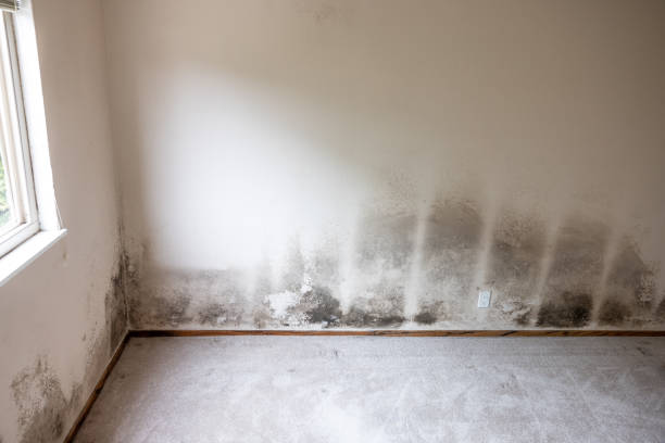 Best Forensic Mold Investigation  in Marysville, CA