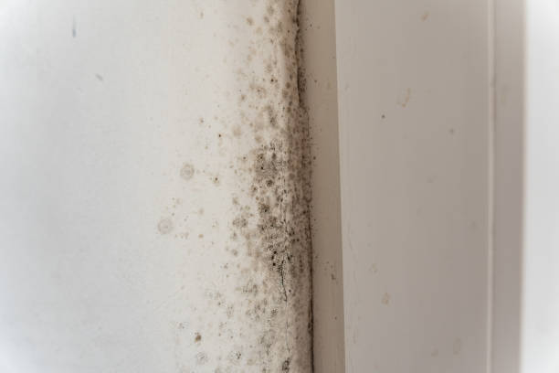 Best Industrial Mold Remediation  in Marysville, CA